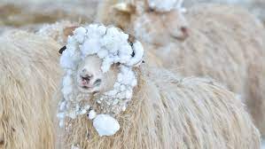 Juni und endet am 20. Schafskalte Wie Das Wetterphanomen Entsteht The Weather Channel Artikel Von The Weather Channel Weather Com