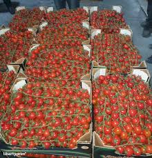 Our team are happy to help. Agro Albania Sh P K Exporter Kucove Albania Libertyprim