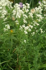 Image result for Galium