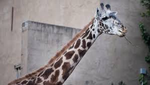 Greenville Zoo Giraffe Gave Birth To Fourth Calf