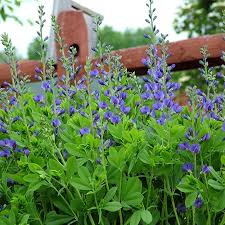 Image result for Indigofera antunesiana