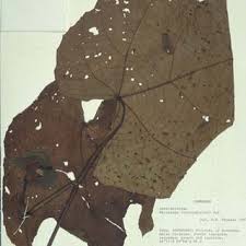 Image result for Macaranga schweinfurthii