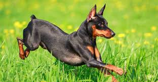 Miniature Pinscher Puppies For Sale Greenfield Puppies