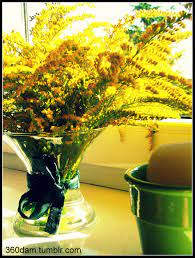 Goldenrod Flowers In A Vase Goldenrod Flower Flower Vases Vase