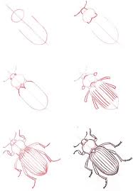 Beetle Lifeandhealth Life And Health Insect Art Animal Drawings Drawing Tutorials For Kids