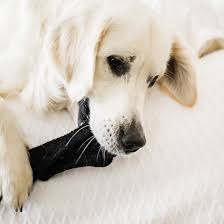 Here are a few thoughts from a vet on what might be going on. Why Does My Dog Eat My Socks