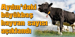 Aydin Daki Buyukbas Hayvan Sayisi Aciklandi Hayvan Ayi Fotograf