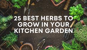 We did not find results for: 25 Best Herbs To Grow In Your Kitchen Garden The Herb Exchange