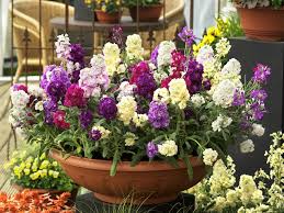 Maybe you would like to learn more about one of these? The Best Flowers To Plant In Spring Hgtv