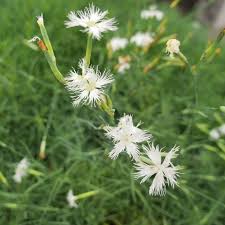 Image result for Dianthus