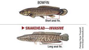 Aquatic Invasive Species New Jersey Freshwater Fishing Seasons Regulations 2019 Eregulations