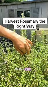 Image result for rosemary pruning