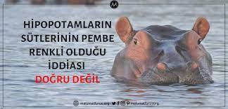 su aygiri sutunun renginin pembe oldugu iddiasi malumatfurus