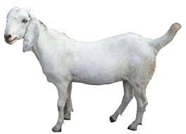 They have a lactation length of about 4 months.& dressing percentage varies. Sojat Goat Breed Information Apni Kheti