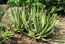 Image result for Aloe suffulta