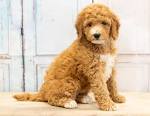 Mini Goldendoodle, F1b & F1bb | Golden Point Puppies
