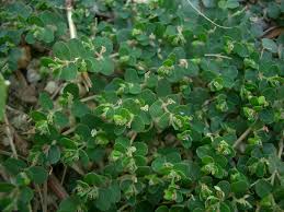 Image result for Euphorbia serpens