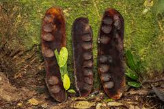 Image result for Brachystegia torrei