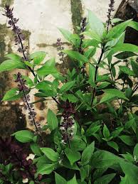 Image result for Polhillides