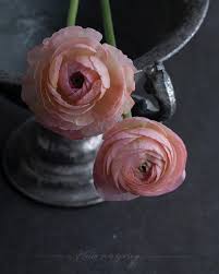Hellomyspring On Instagram Waferpaper Flower Ranunculus With Real Ranunculus Flowers Ranunculus Plants