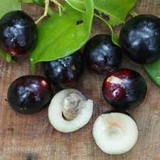 Image result for Euploca katangensis