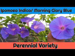Ipomoea Indica Morning Glory Perennial Variety With Lovely Blue Flowers A Fastest Growing Vine Youtube Fast Growing Vines Growing Vines Perennials