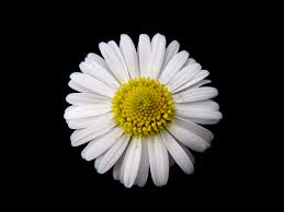 Bellis Perennis Wikipedia