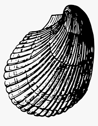 Unduh dan gunakan 100.000+ foto stok hitam dan putih secara gratis. Transparent Sea Shells Png Sketsa Gambar Kerang Laut Png Download Kindpng