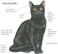 Bombay Cat — Full Profile, History, and Care