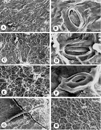 Image result for Acalypha fimbriata