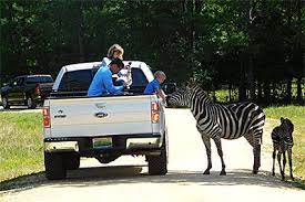 Safari Drive Thru Alabama Safari Park Hope Hull Al Safari Park Safari Animal Experiences