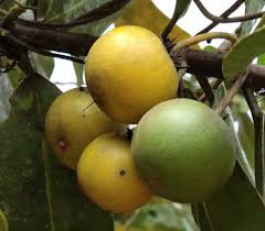 Image result for Manilkara koechlinii