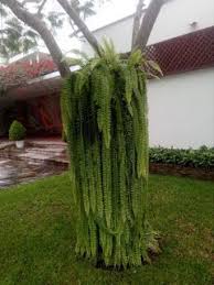 Jardineras De Madera Helecho Colgante Helechos Colgantes Jardines Verticales Cultivo De Plantas