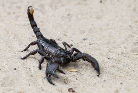 10 Striking Facts About Scorpions