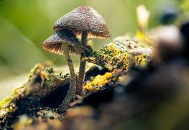 Image result for Afroqueta capensis