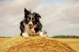 Maybe you would like to learn more about one of these? 10 Best Dog Breeds For Farms