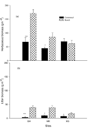 Image result for Megaloprotachne albescens