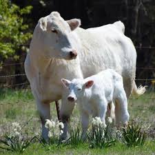 Black And White Cow Name Beautiful Show Cows Cute Cows Cow Pictures