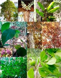 Image result for Burseraceae