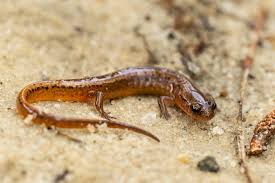 Image result for Eulophia arenicola