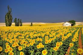Sunflower Garden Martinez Ca Nature Photography Landscape In Sunflowers Russi Beautiful Landscape Photography Beautiful Photography Nature Colorful Landscape
