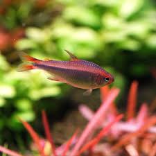 Image result for Eriocaulon setaceum