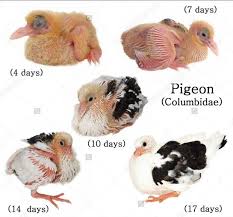 baby pigeons other name squabs pigeon baby normally takes