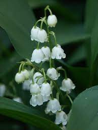 Lily Of The Valley Great Lakes Sacred Essences