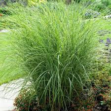 Morning Light Miscanthus Grass Ornamental Grass Landscape Miscanthus Morning Light Ornamental Grasses