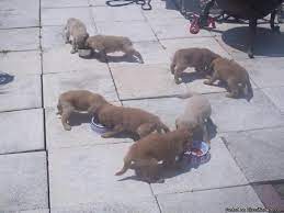 The mission of palm beach county animal care and control staff and volunteers: Golden Retriever Puppies Price 350 For Sale In Port Saint Lucie Florida Best Pets Online