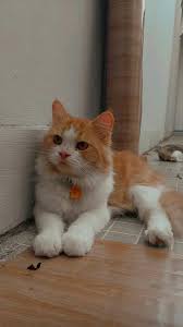  Pin Oleh Day Anna Mendoza Di A E S T H E T I C Anak Kucing Foto Kucing Lucu Kucing Bayi