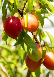 The main exception is a low desert climate where summer temperatures reach 110°+; Fruit Mirabelle Tree Plums Power Orchard Fruit Trees Red Plum Food And Drink Pxfuel