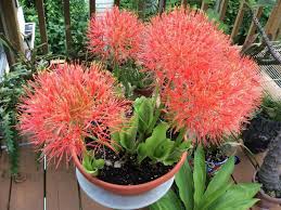 Image result for Scadoxus multiflorus