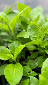 Image result for Gynura scandens